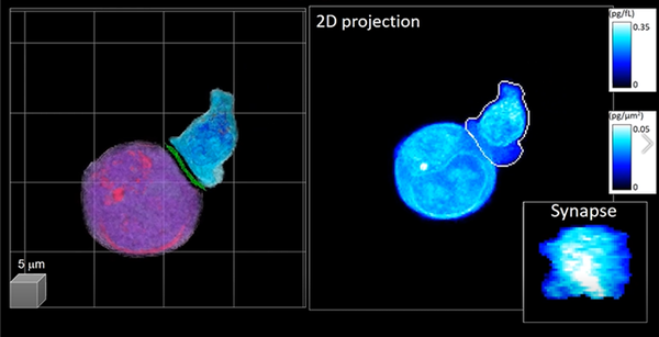 (왼쪽) 인공지능으로 분석한 3D 홀로그래피 영상으로 파란색은 CAR-T세포, 보라색이 표적 암세포다.  (오른쪽) 2차원 누적 영상. 하단은 여기서 추출한 면역 시냅스 영상 정보(사진 제공: KAIST).